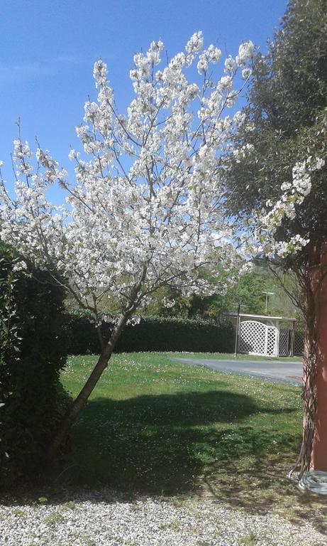 Podere Lo Stringaio Fauglia Eksteriør billede